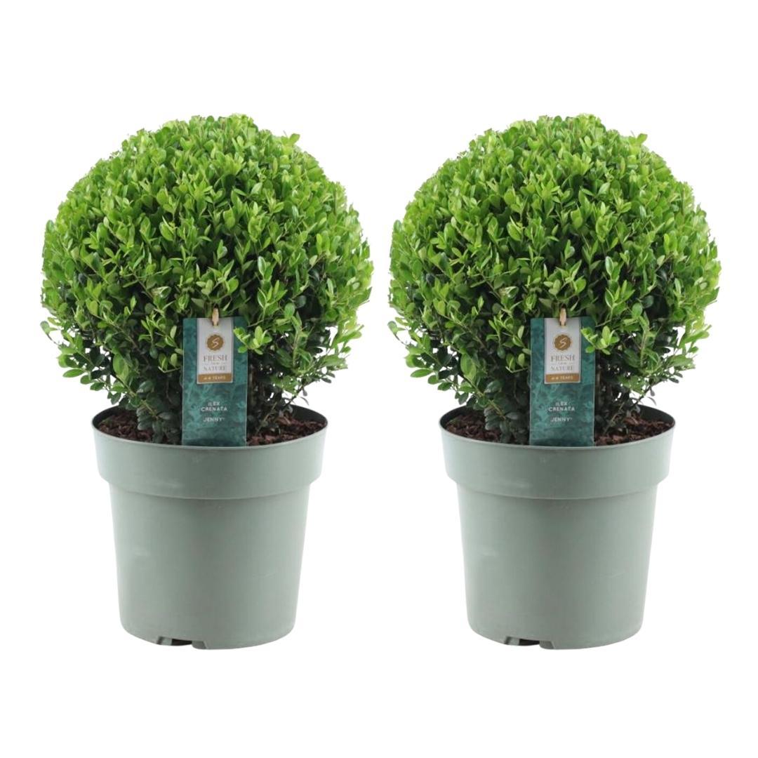 2x Ilex crenata 'Jenny' Kugel XL (Set)