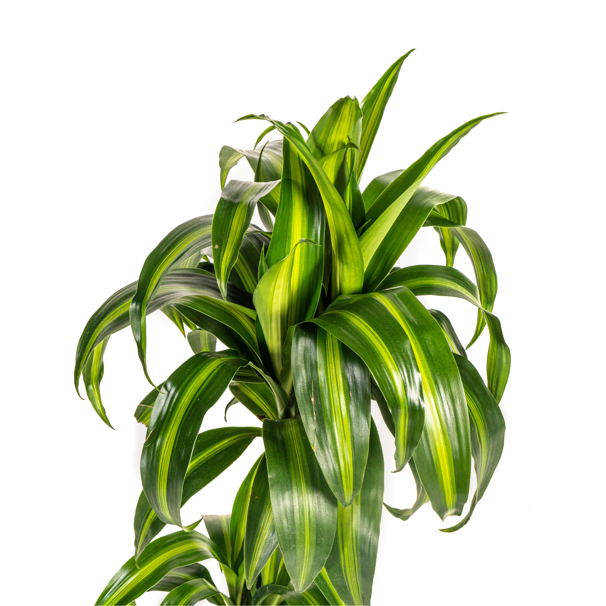 Dracaena 'Hawaiian Sunshine' – Dein persönlicher Sonnenstrahl