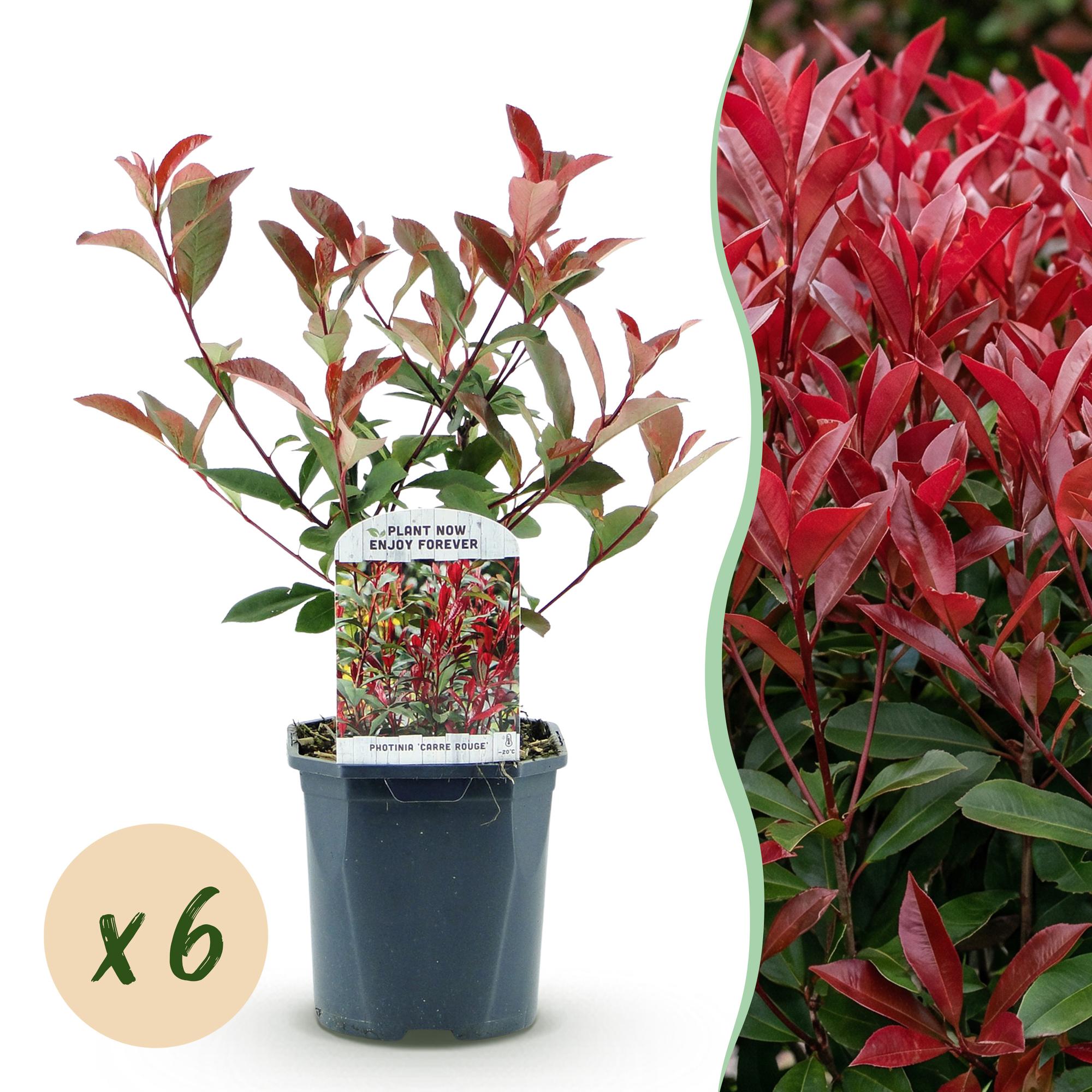 Glanzmispel 6x 'Carré Rouge' (Photinia fraseri)
