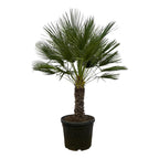 Zwergpalme auf Stamm (Chamaerops humilis)