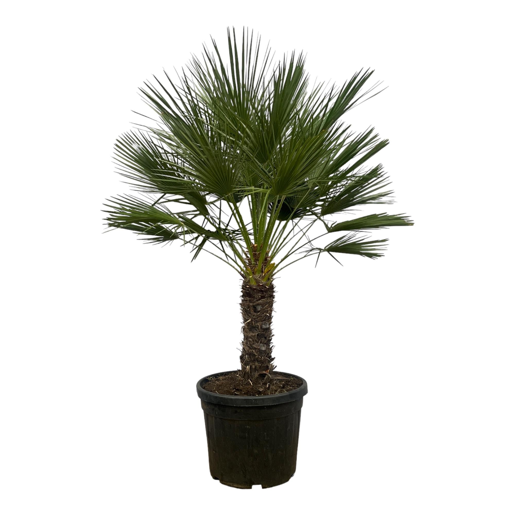 Zwergpalme auf Stamm (Chamaerops humilis)