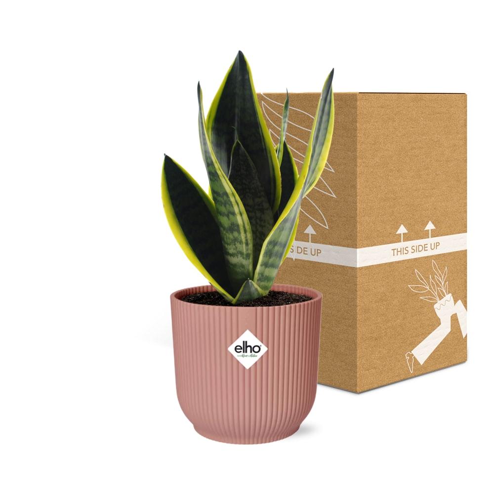 Sansevieria Futura Superba Inkl. Topf Rosa