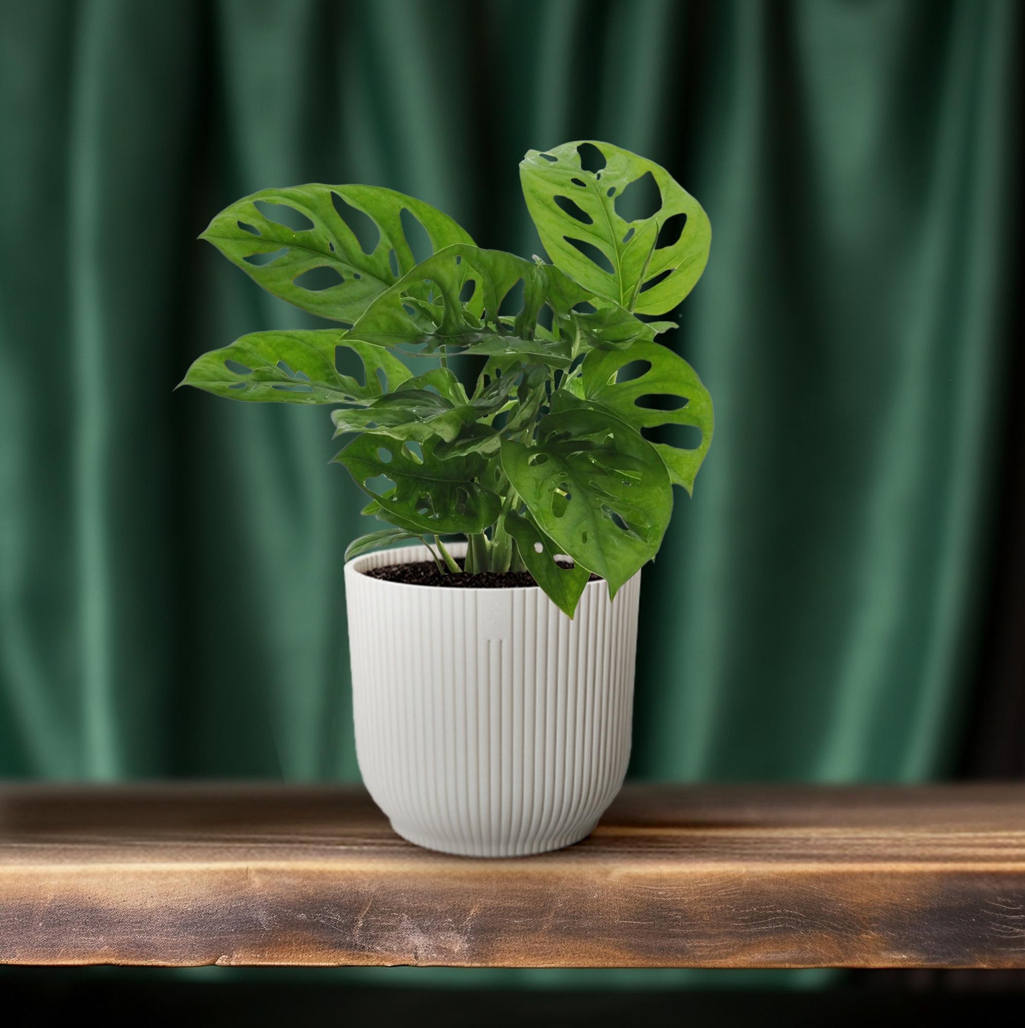 Monstera Monkey Leaf (Lochpflanze)