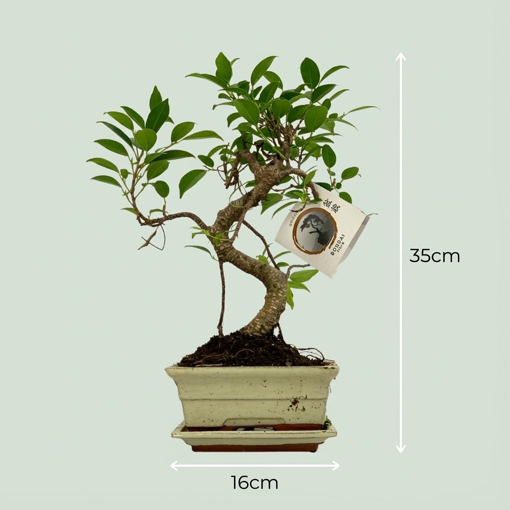 Bonsai S-Form – Klassische Eleganz