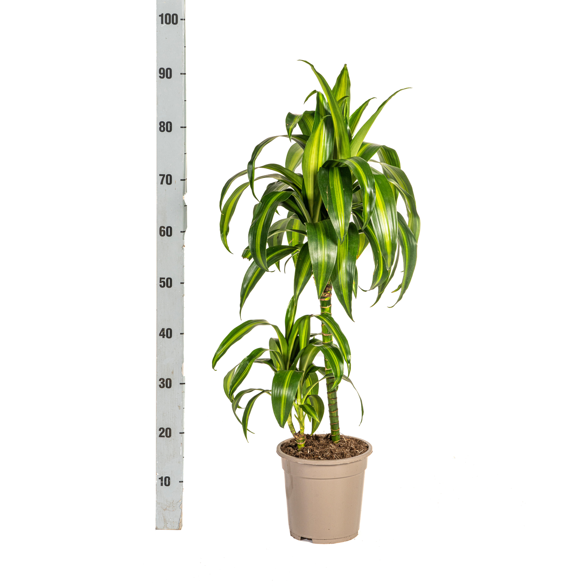 Dracaena 'Hawaiian Sunshine' – Dein persönlicher Sonnenstrahl