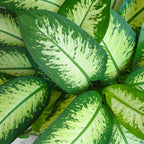 Dieffenbachia Tropic Snow – Ø 21 cm, 90–100 cm
