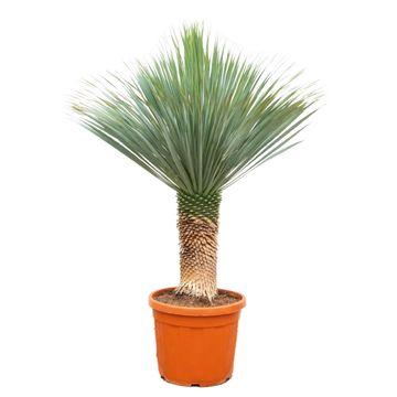 Yucca Rostrata – Ø 55 cm, 170 cm