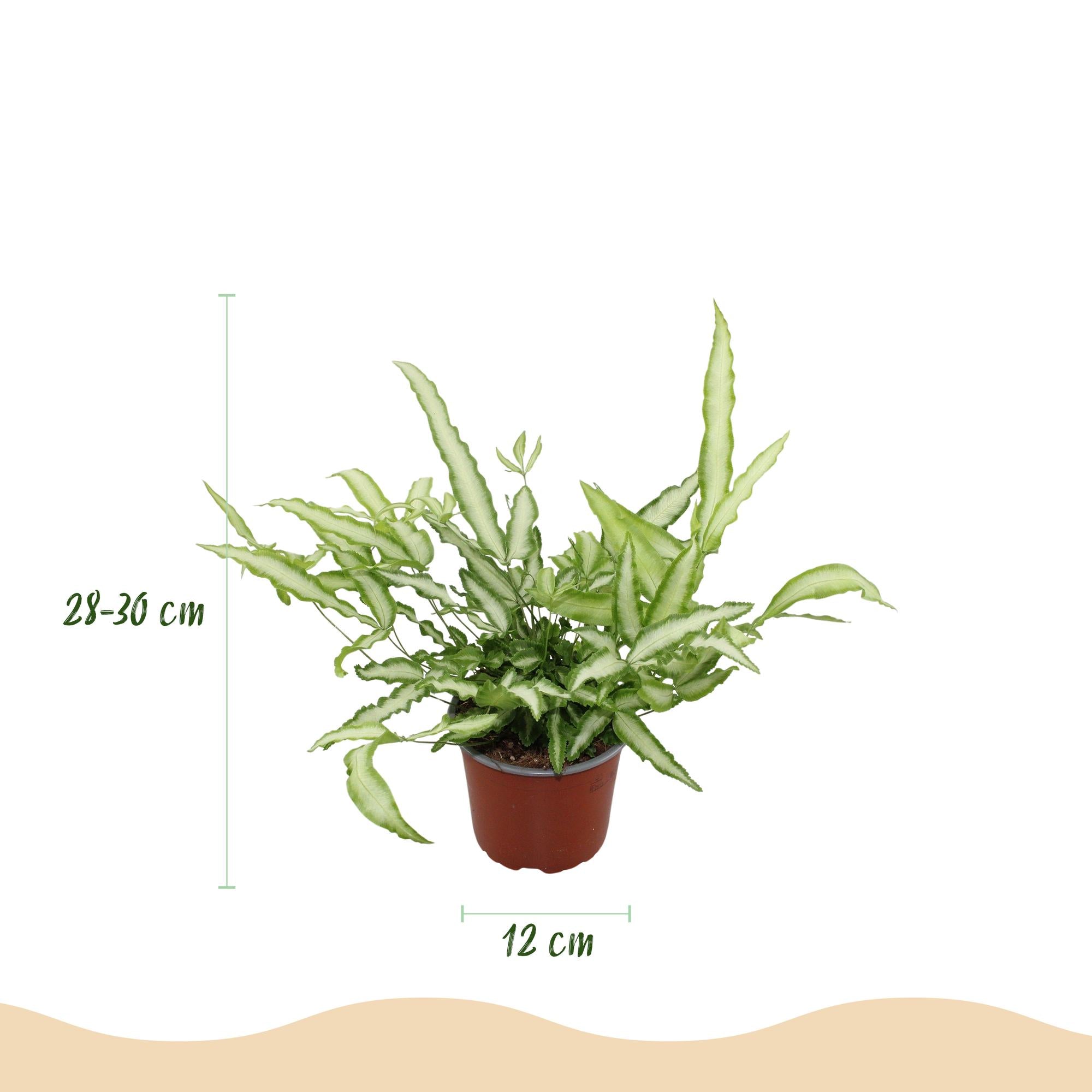 🌿 Pteris cretica Albolineata (Bandfarn) – Ø 12 cm, 28–30 cm