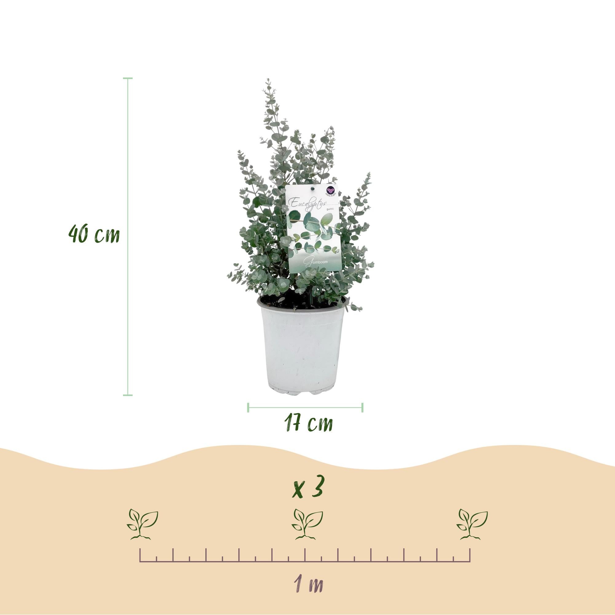 Eukalyptus (Eucalyptus gunnii) – Ø 17 cm, 40 cm