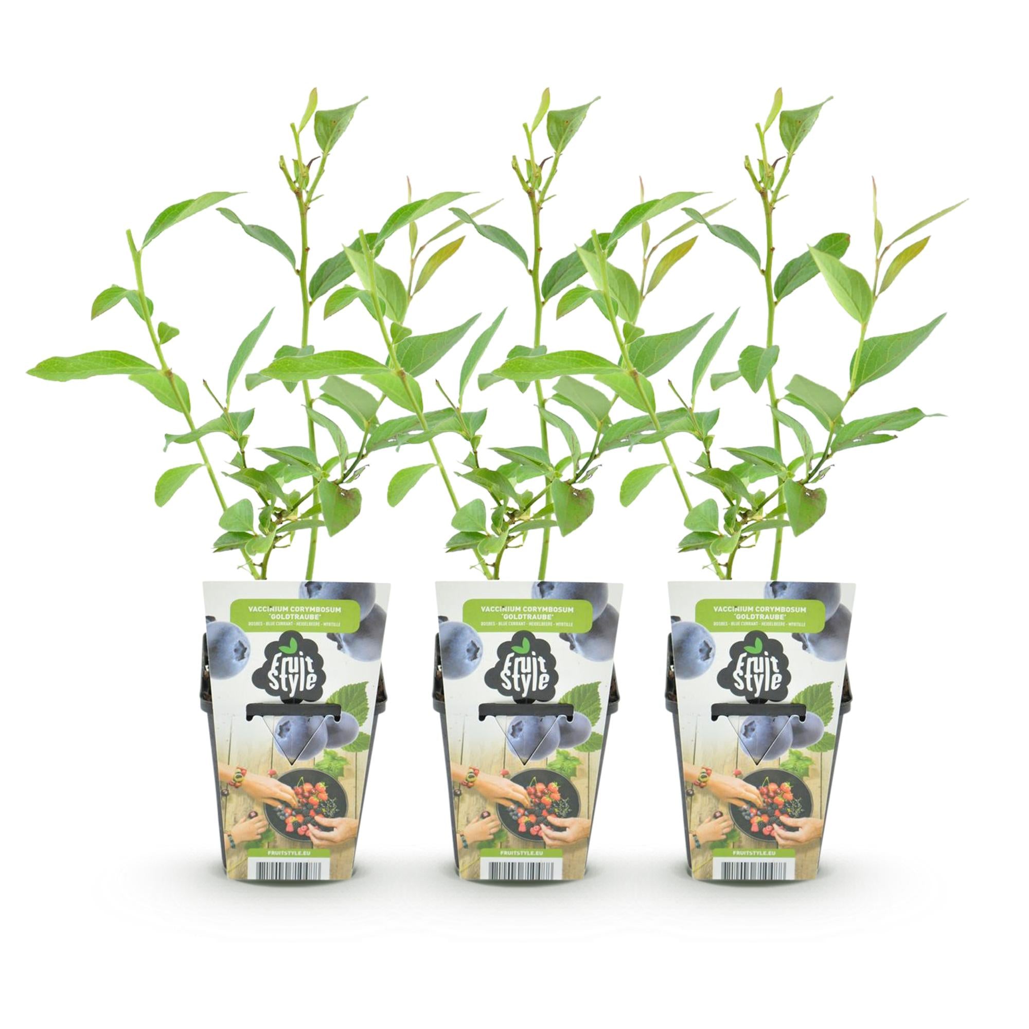 Blaubeere 'Goldtraube' – Der Klassiker für reiche Ernten im 3er-Set