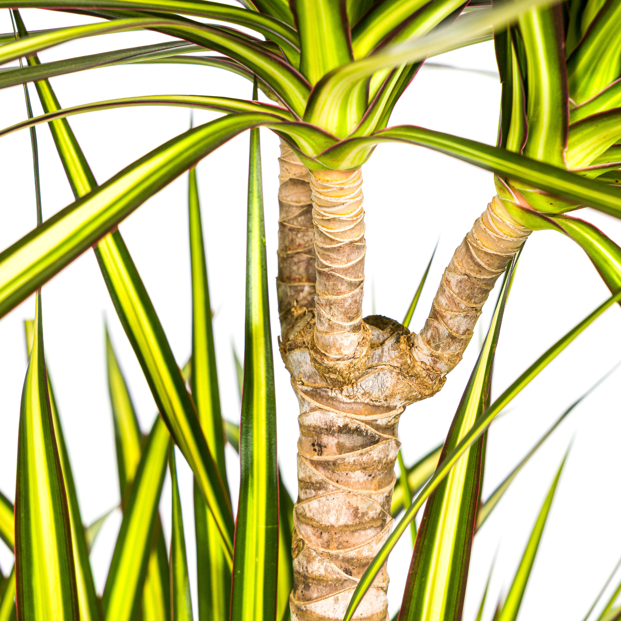 Dracaena 'Sunray' & Korb – Ein sonniges Statement in XXL