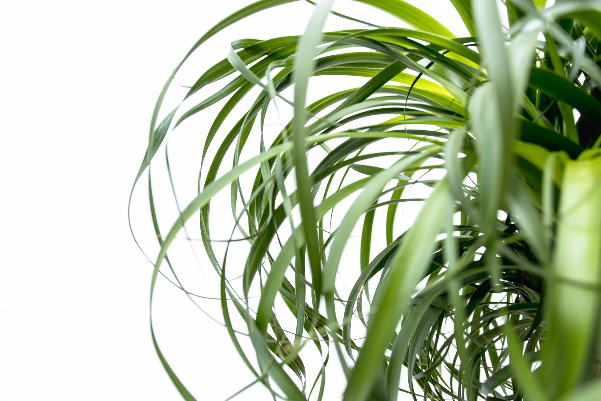 Beaucarnea XXL – Der majestätische Elefantenfuß