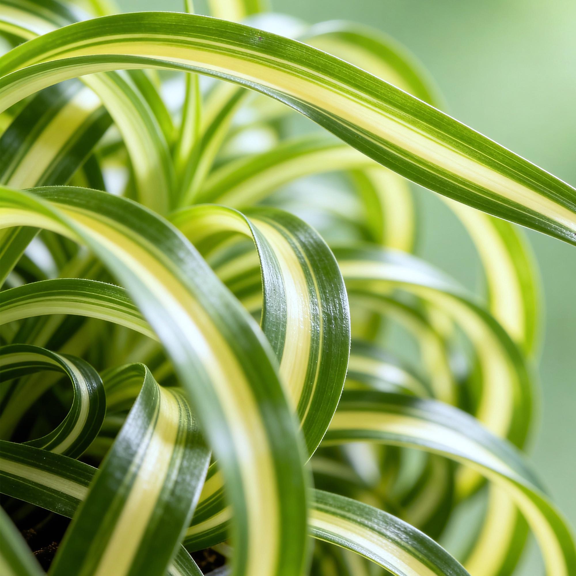 🌿 Chlorophytum comosum Bonnie (Grünlilie) – Ø 12 cm, 20–25 cm