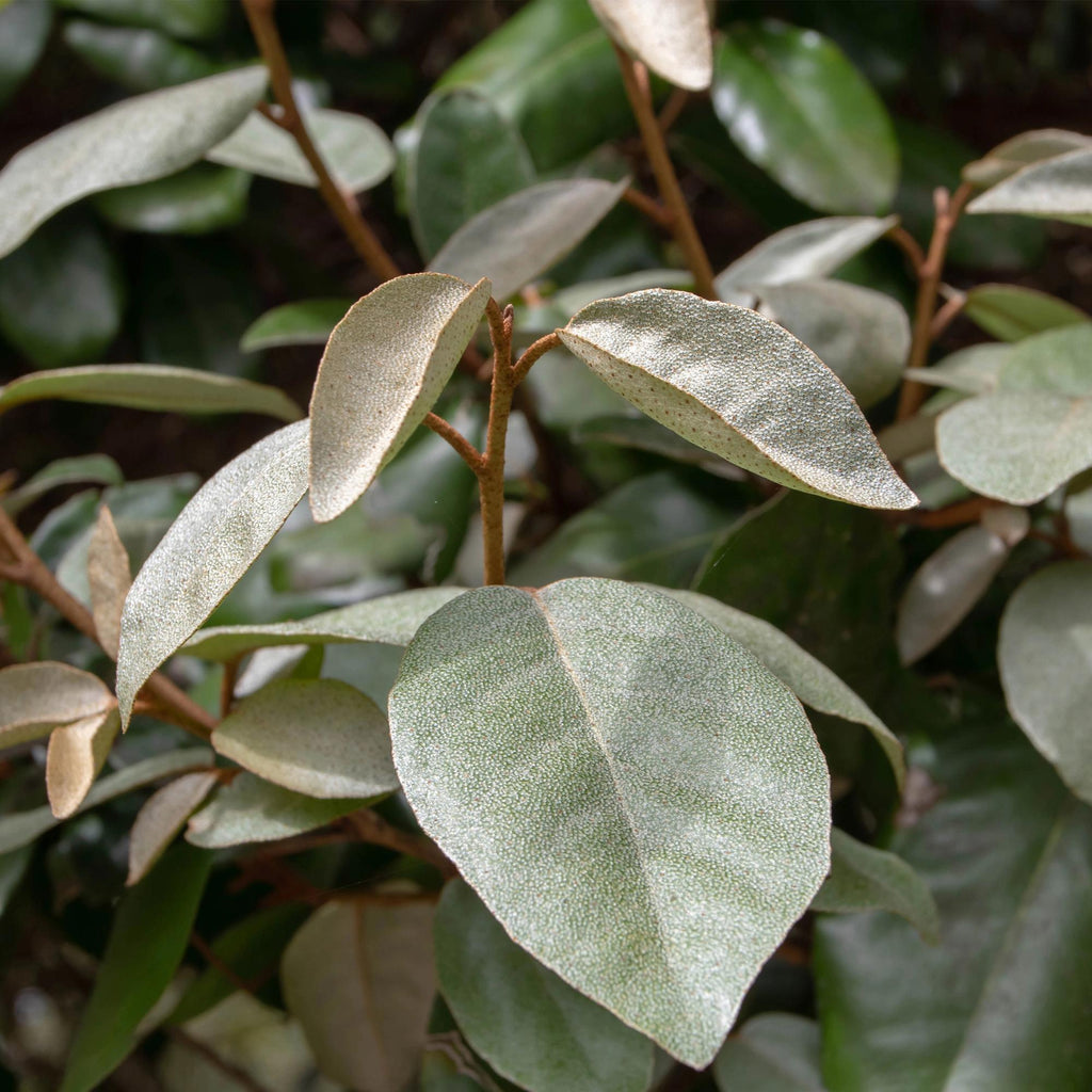 Eleagnus ebbingei 'Compacta' – Die elegante, silbergraue Sichtschutzhecke