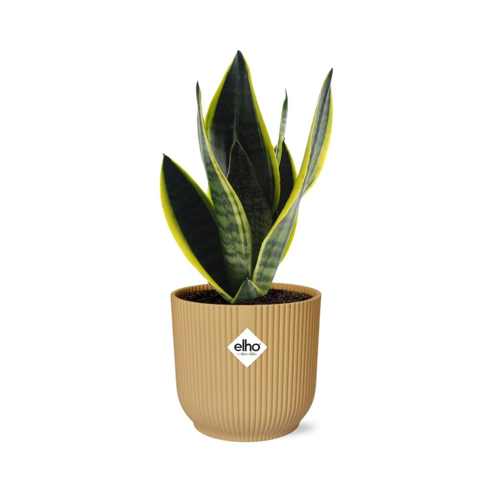 Sansevieria Futura Superba Inkl. Topf Gelb