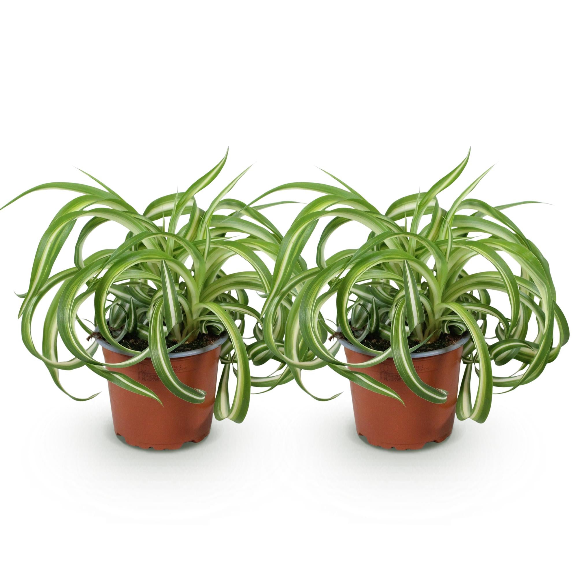 🌿 Chlorophytum comosum Bonnie (Grünlilie) – Ø 12 cm, 20–25 cm