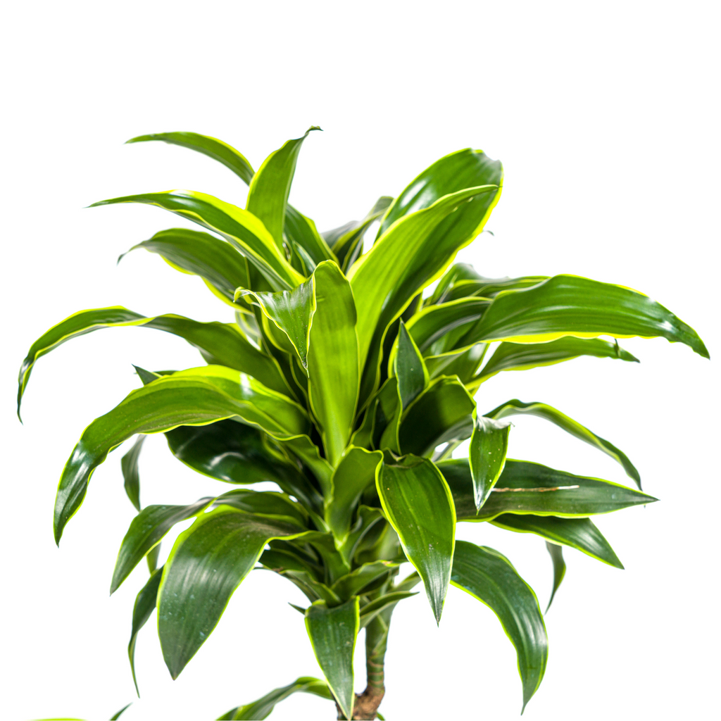 Dracaena 'Dorado' & Korb – Natürliche Eleganz für dein Zuhause