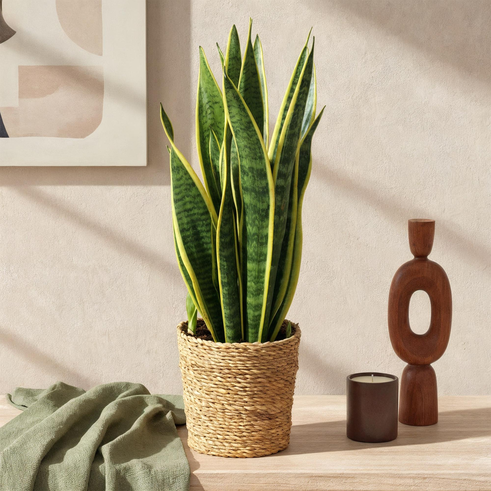Sansevieria Laurentii – Schwiegermutterzunge inkl. Korb – Höhe 60-70 cm – Pflegeleicht