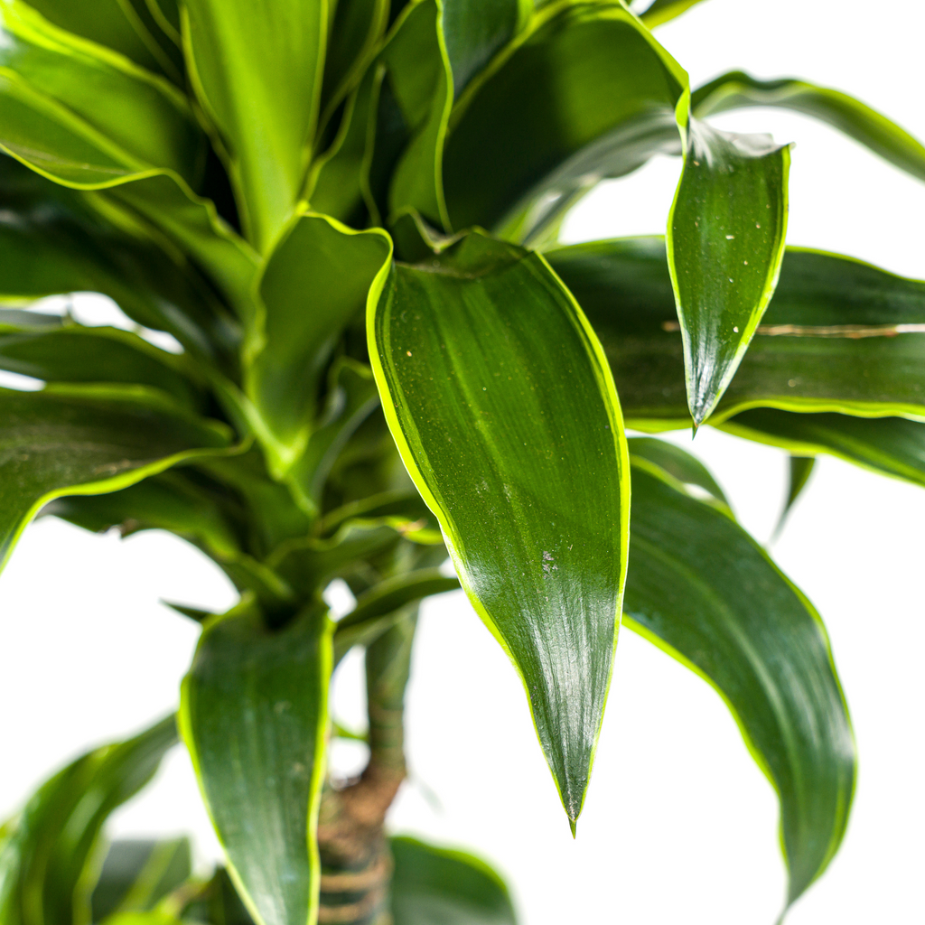 Dracaena 'Dorado' & Korb – Natürliche Eleganz für dein Zuhause