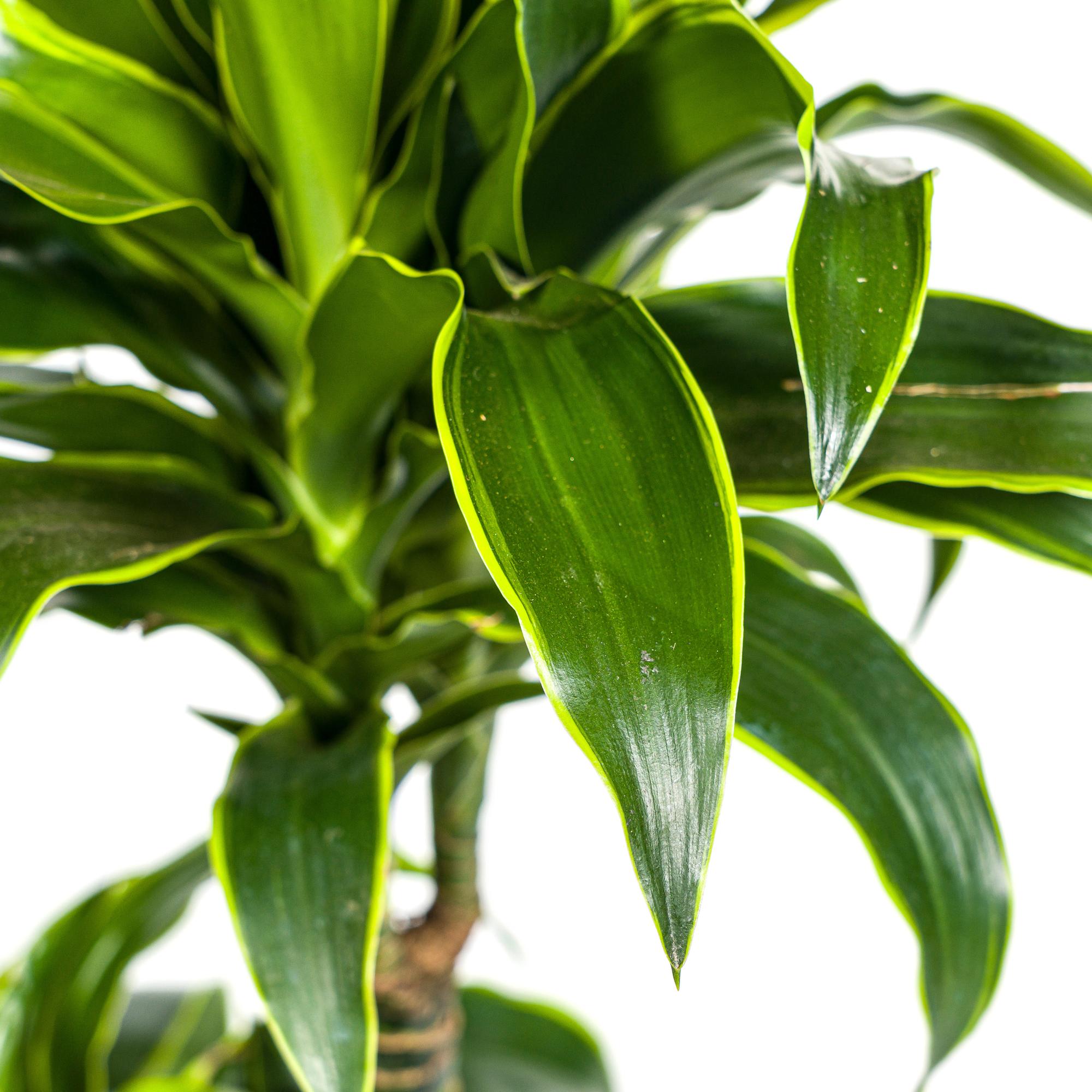 Dracaena 'Dorado' & Korb – Natürliche Eleganz für dein Zuhause