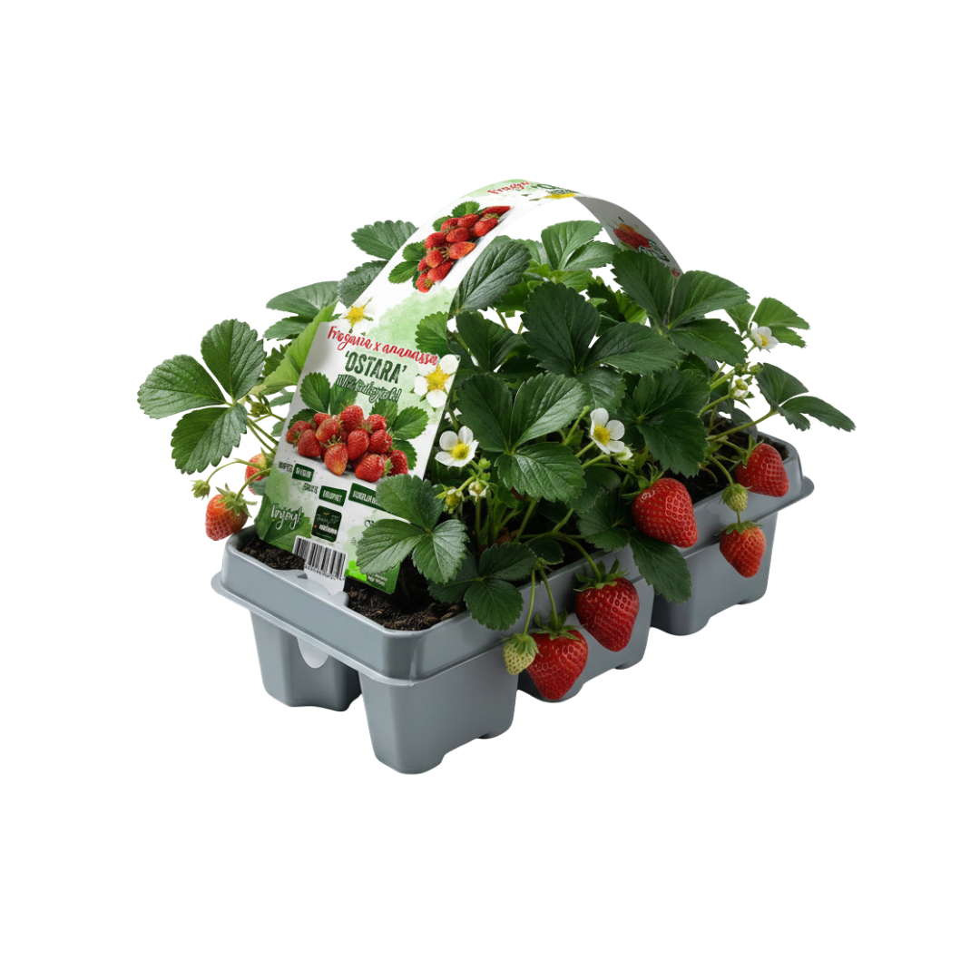 Garten-Erdbeere (Fragaria) 6er-Pack