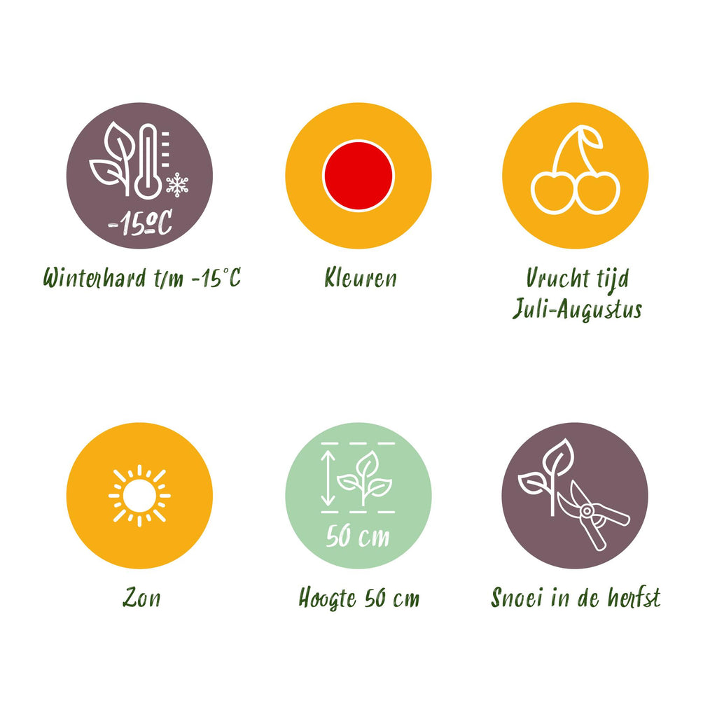 Erdbeere 'Maxim' – Die Riesenerdbeere im 3er-Set