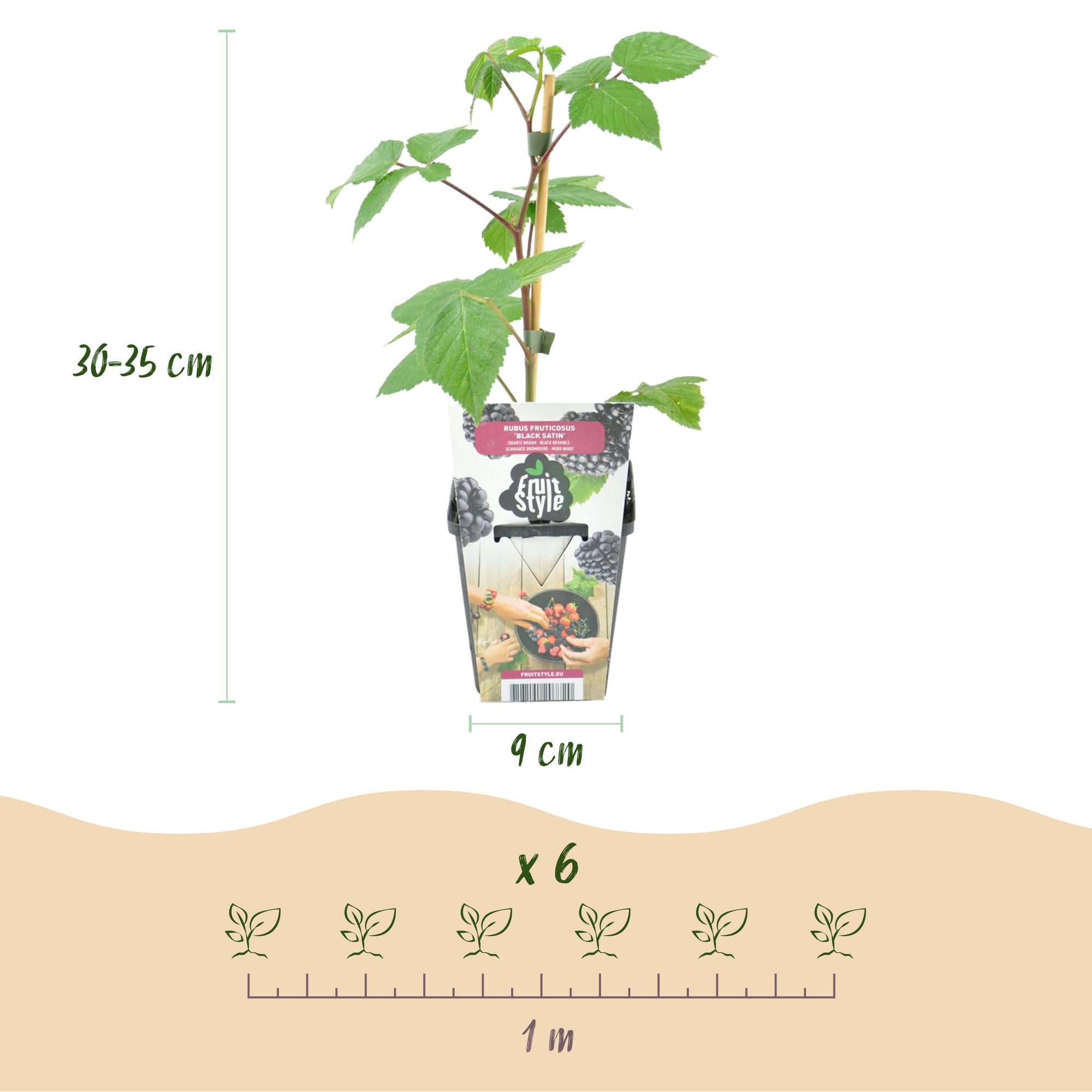 Brombeere 'Black Satin' – 3er-Set (Dornenlos)