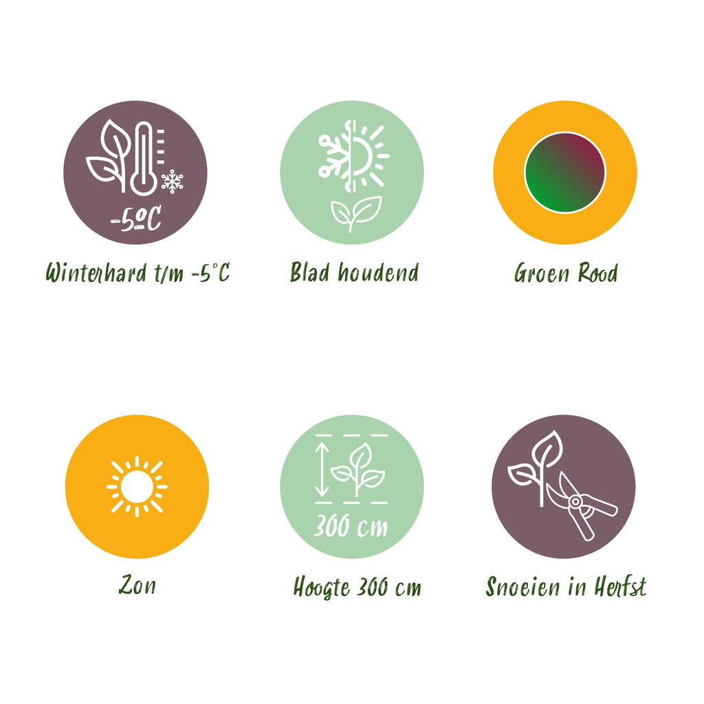 Winterharte Banane 'Red Tiger' – Tropenflair im 4er-Set