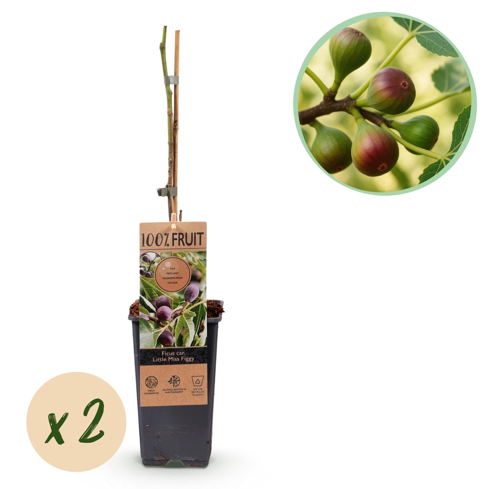 Feigenbaum Little Miss Figgy (Ficus carica) – Ø 15 cm, 50 cm