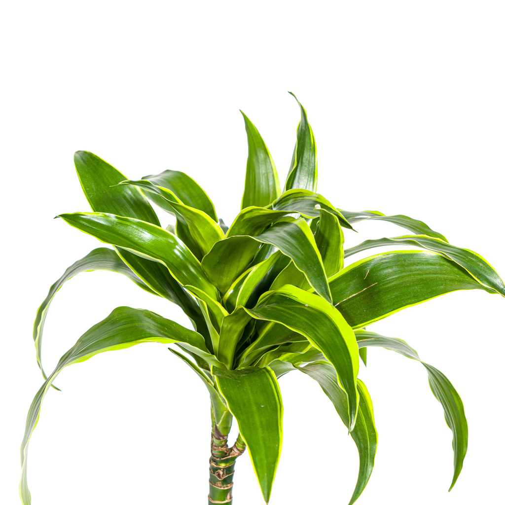 Dracaena 'Dorado' – Der Drachenbaum mit dem frischen Twist