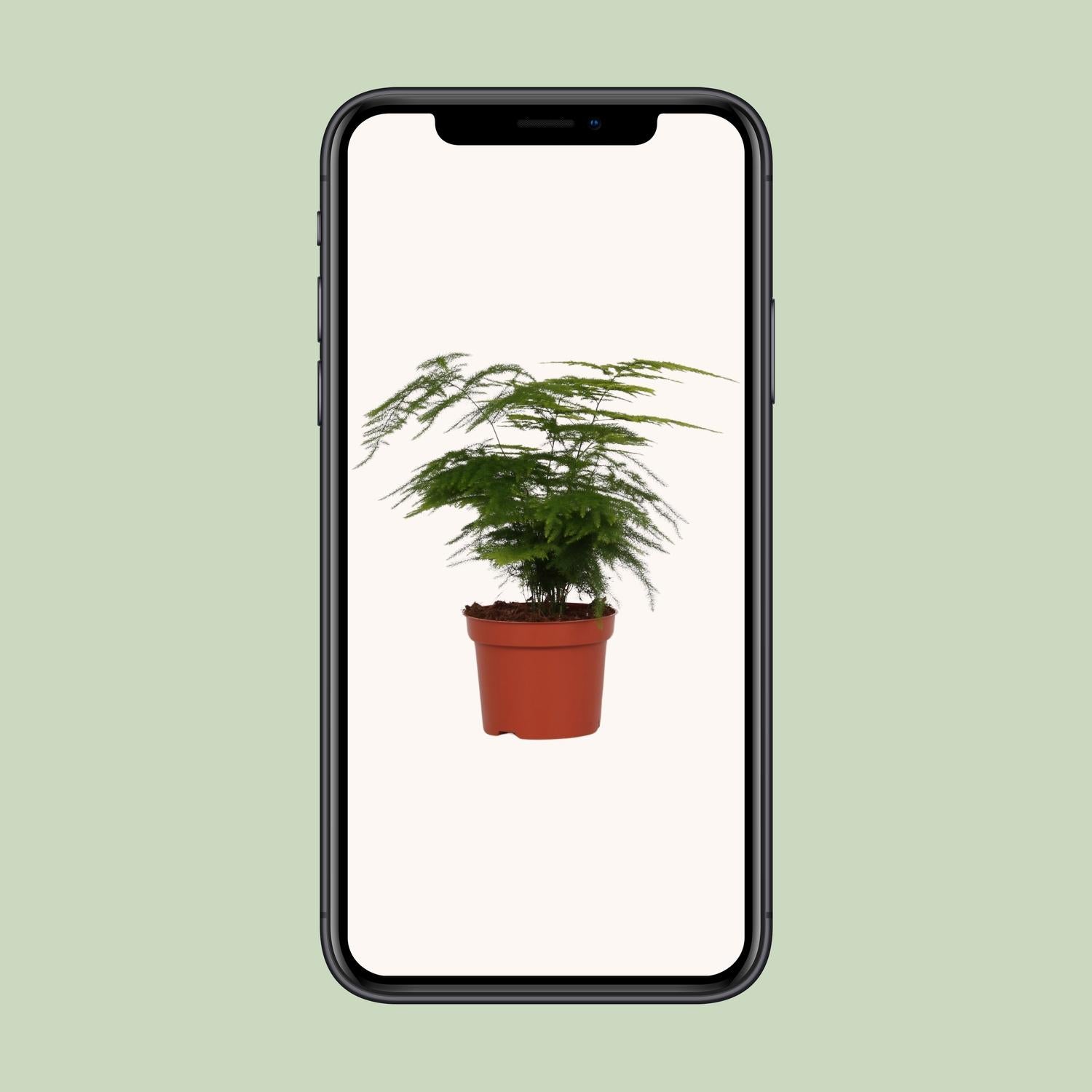 Asparagus Setaceus – Der federleichte Zierspargel