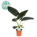 Alocasia Regal Shield – Ø 21 cm, 90 cm