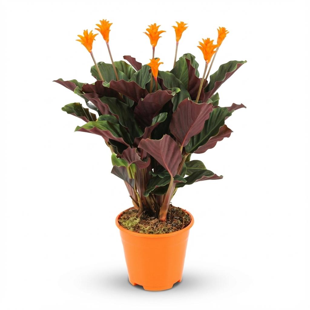 Calathea Crocata – Die prachtvolle „Ewige Flamme“
