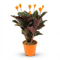 Calathea Crocata – Die prachtvolle „Ewige Flamme“