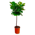 Ficus Lyrata am Stamm – Der Designer-Baum für dein Zuhause