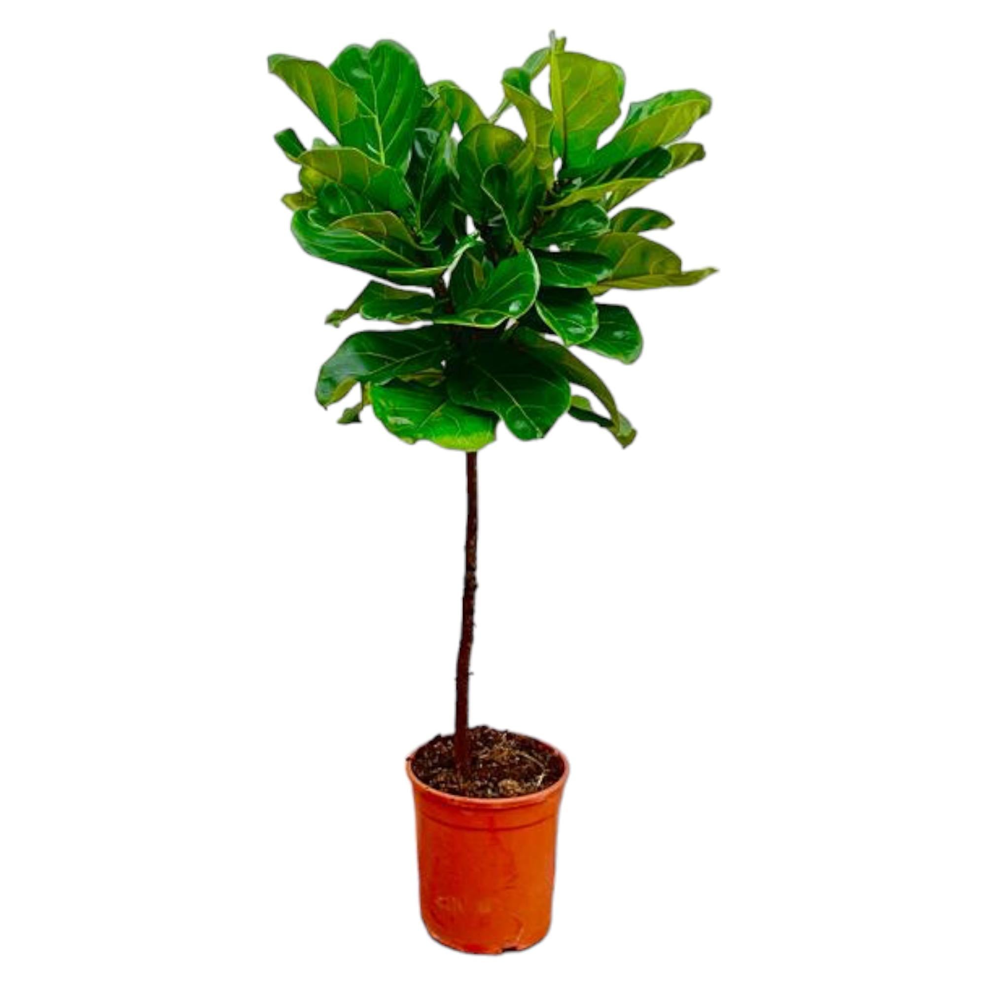 Ficus Lyrata am Stamm – Der Designer-Baum für dein Zuhause