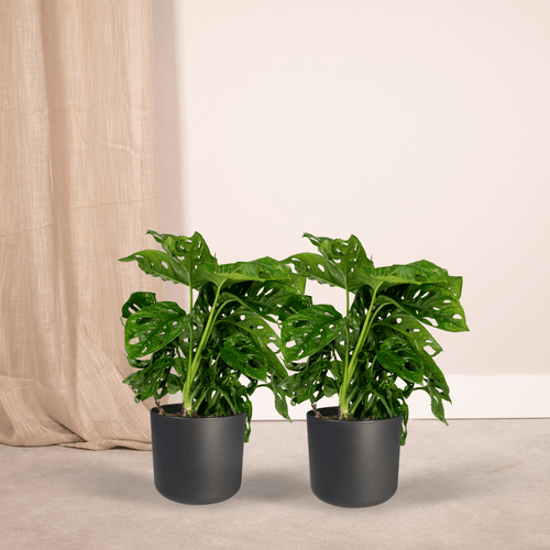 2x Monstera Monkey Leaf (Set)