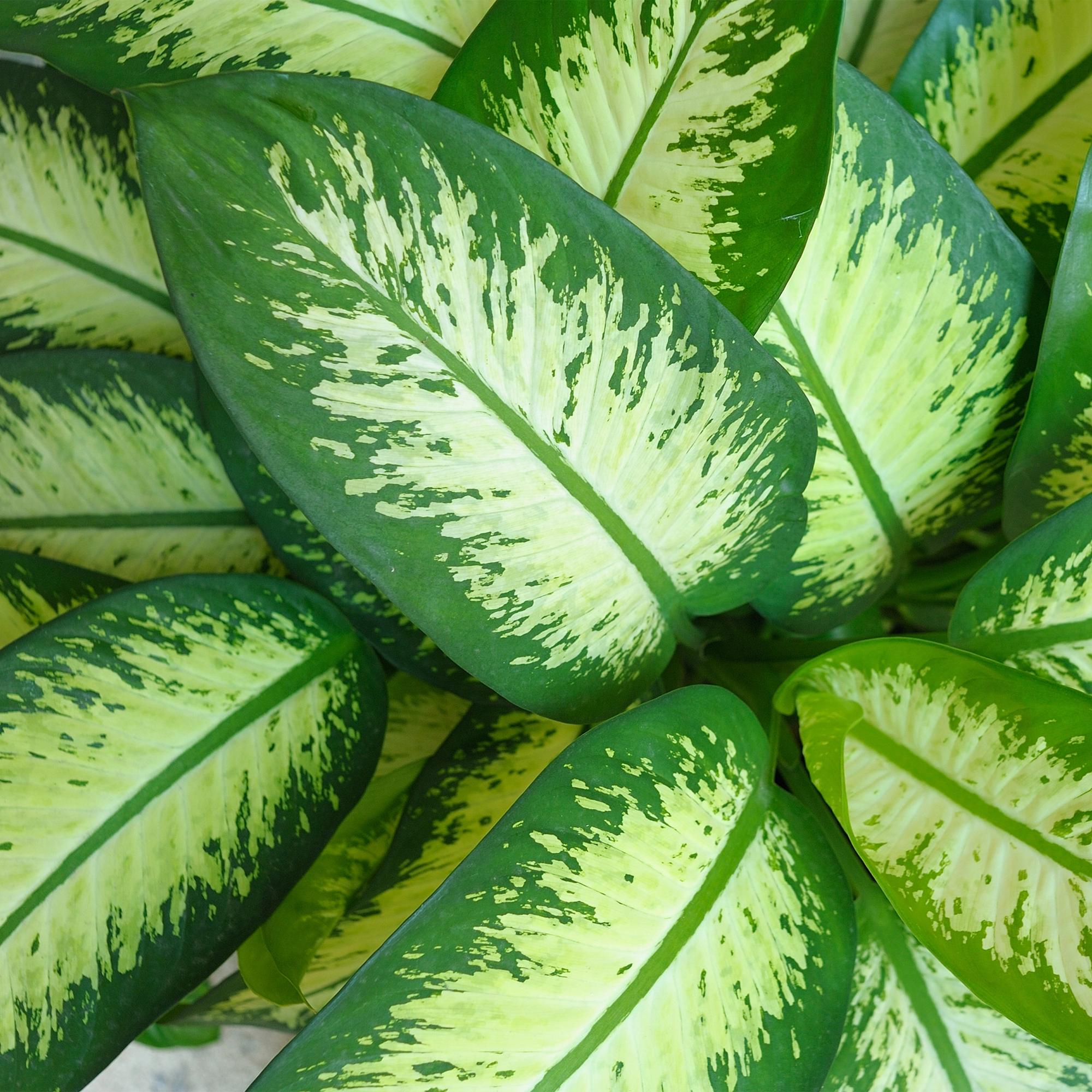 Dieffenbachia 'Tropic Snow' (Dieffenbachia amoena)