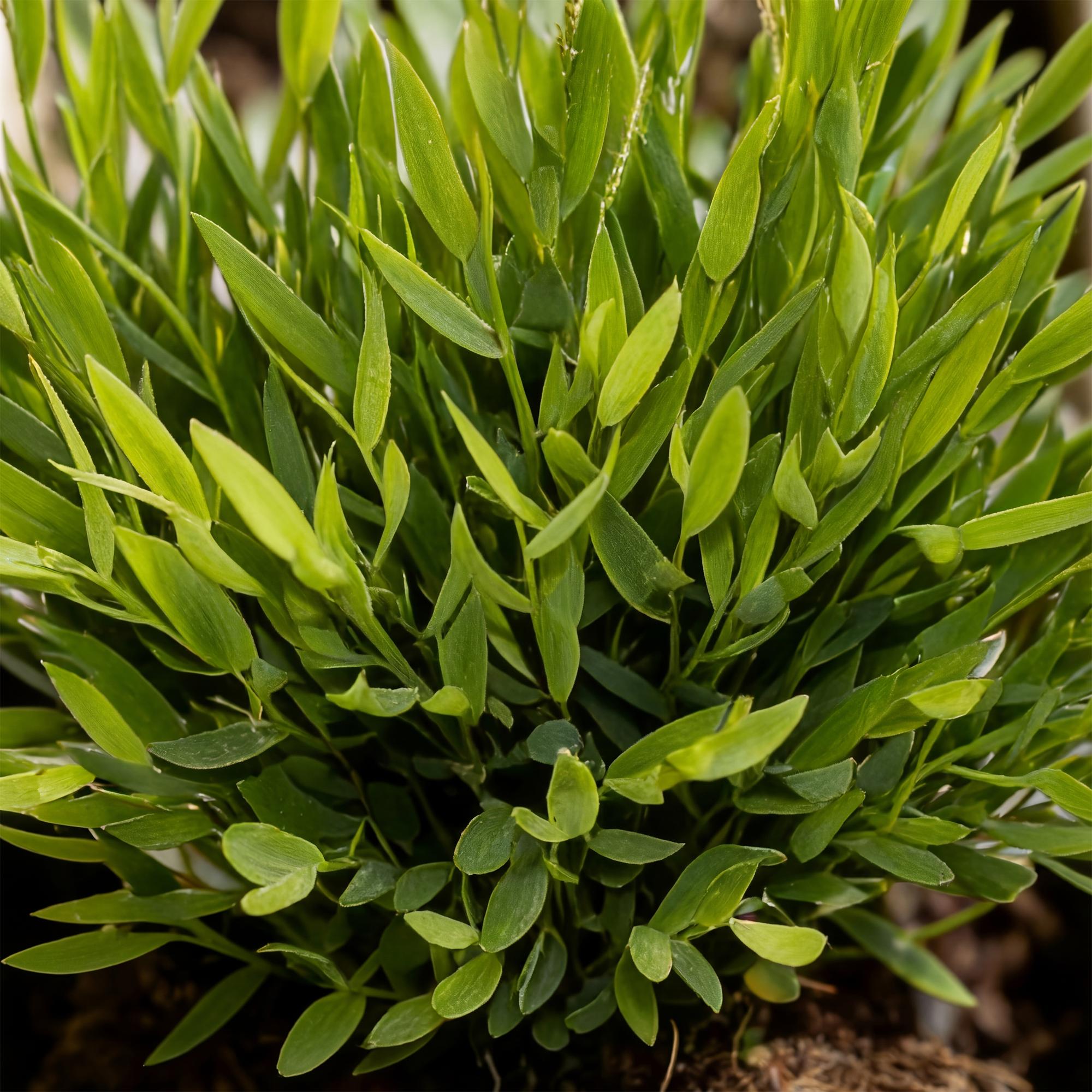 Bamusa Pogonatherum ‘Monica’ – Frisches Bambusgras im Doppelpack