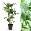 Howea forsteriana – Die elegante Kentia-Palme