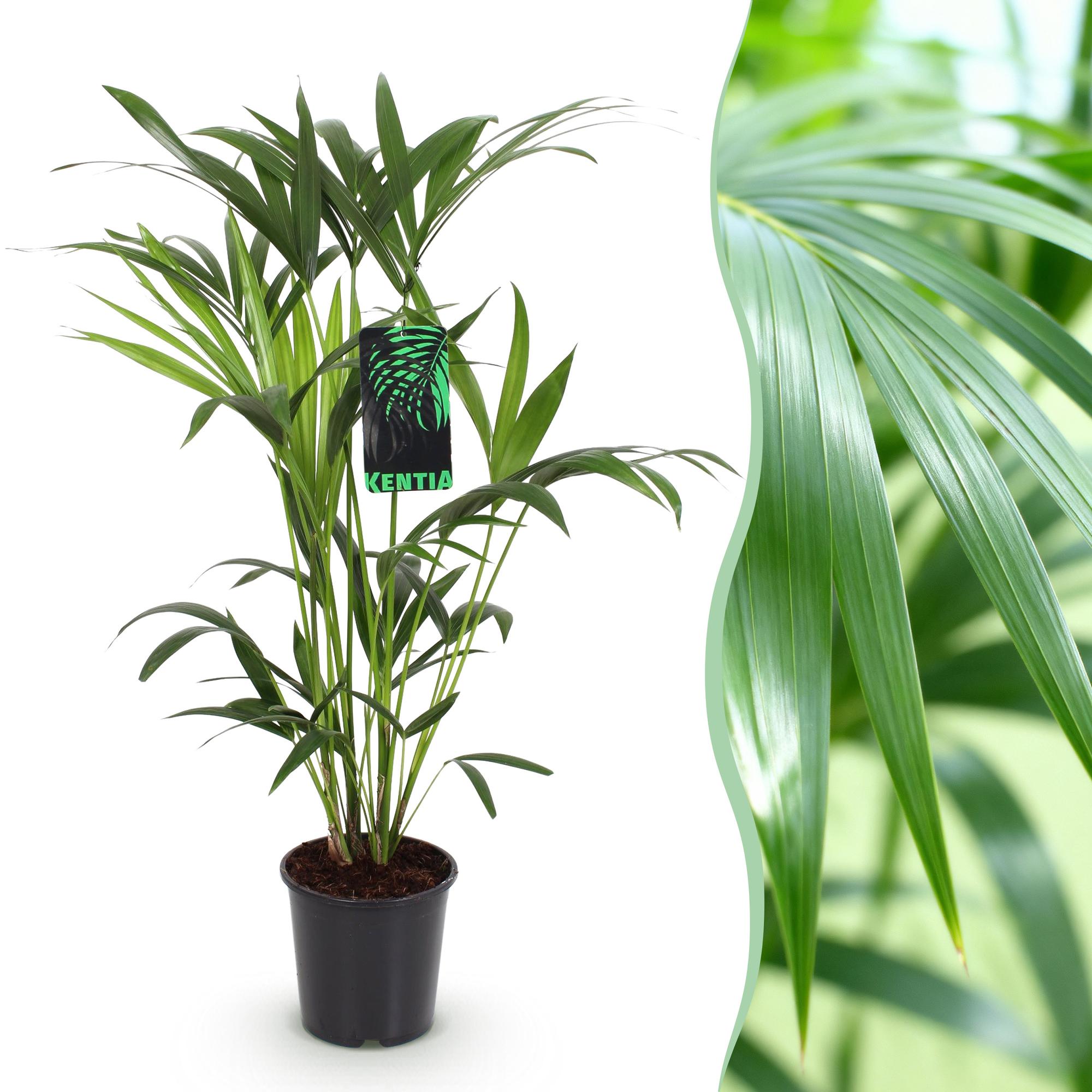 Howea forsteriana – Die elegante Kentia-Palme