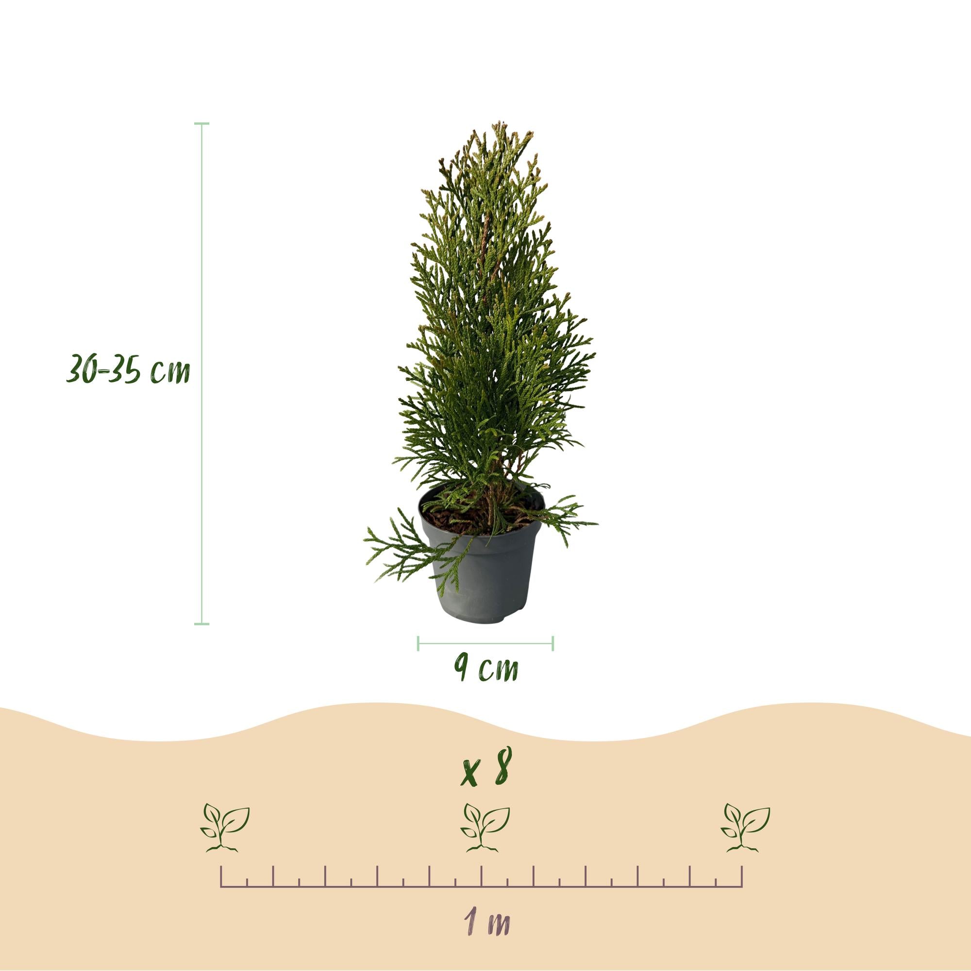 Thuja Smaragd Lebensbaum 8er-Set