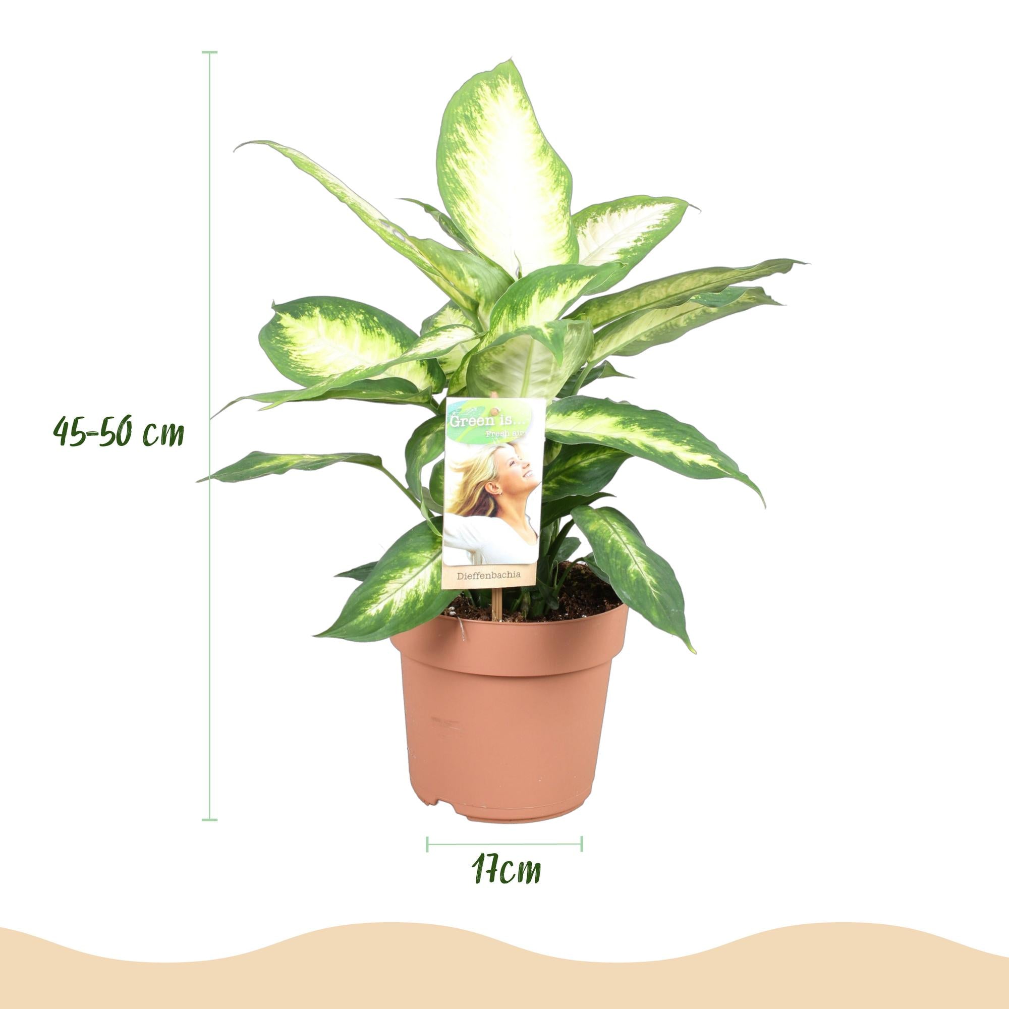 Dieffenbachia Camilla – Ø 17 cm, 45–50 cm