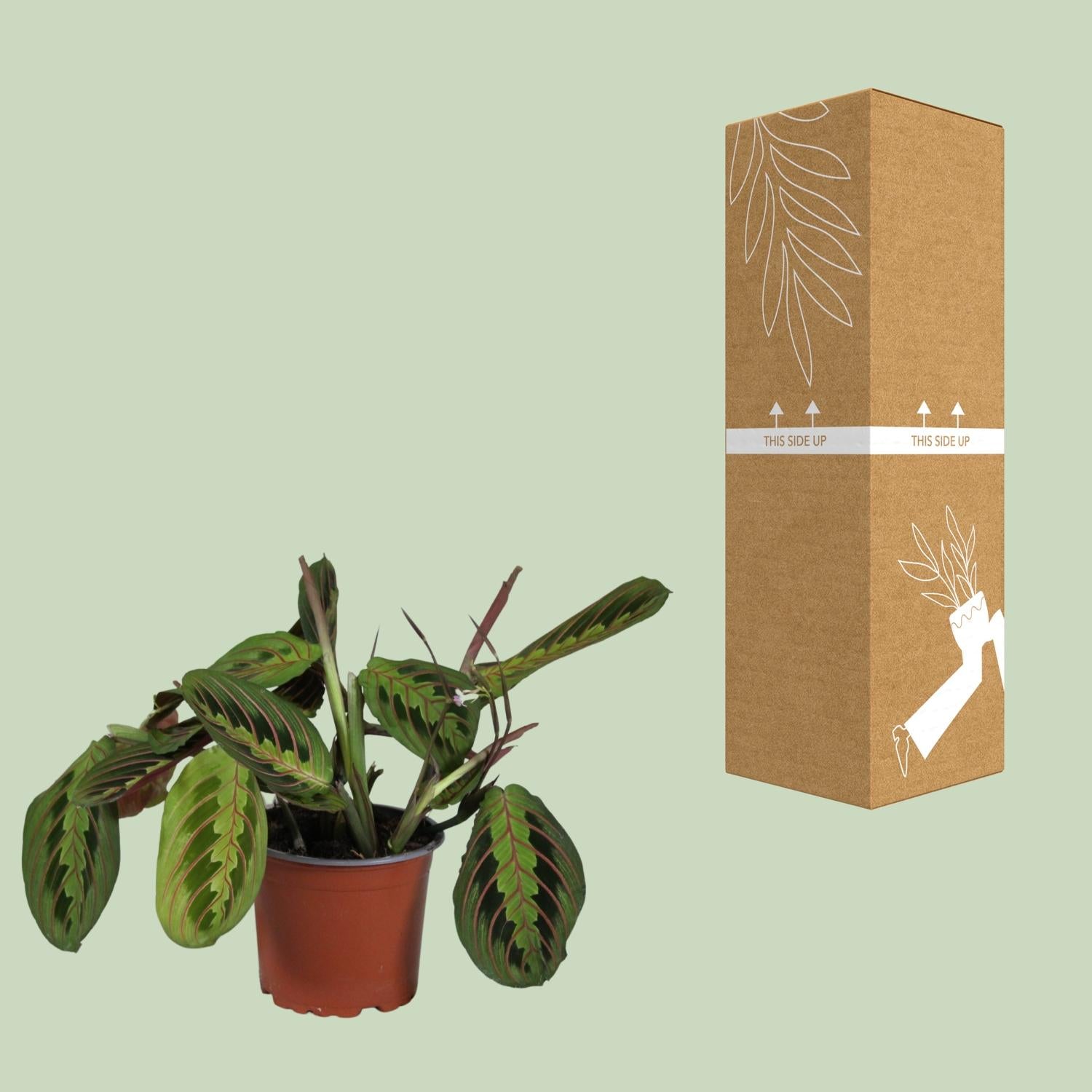 Maranta Leuconeura Fascinator