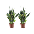 Sansevieria Futura Superba - 2 Stücke