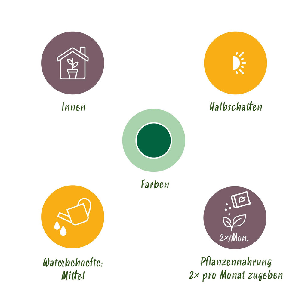 Howea forsteriana – Die elegante Kentia-Palme