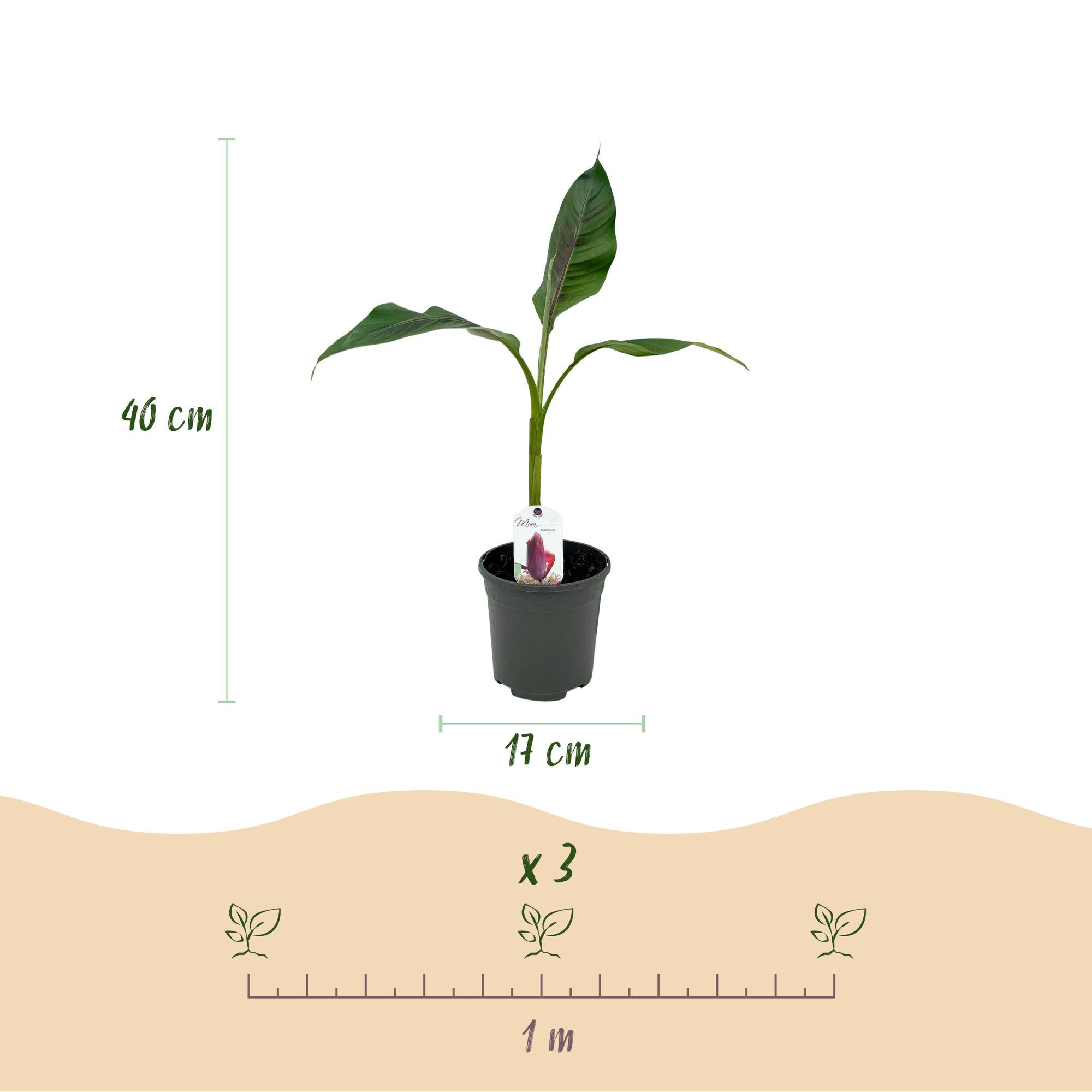 Winterharte Banane 'Red Tiger' – Tropenflair im 4er-Set