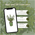 1 Meter Stechpalmen Hecke - Pflanzenset mit 6 winterharten Heckenpflanzen