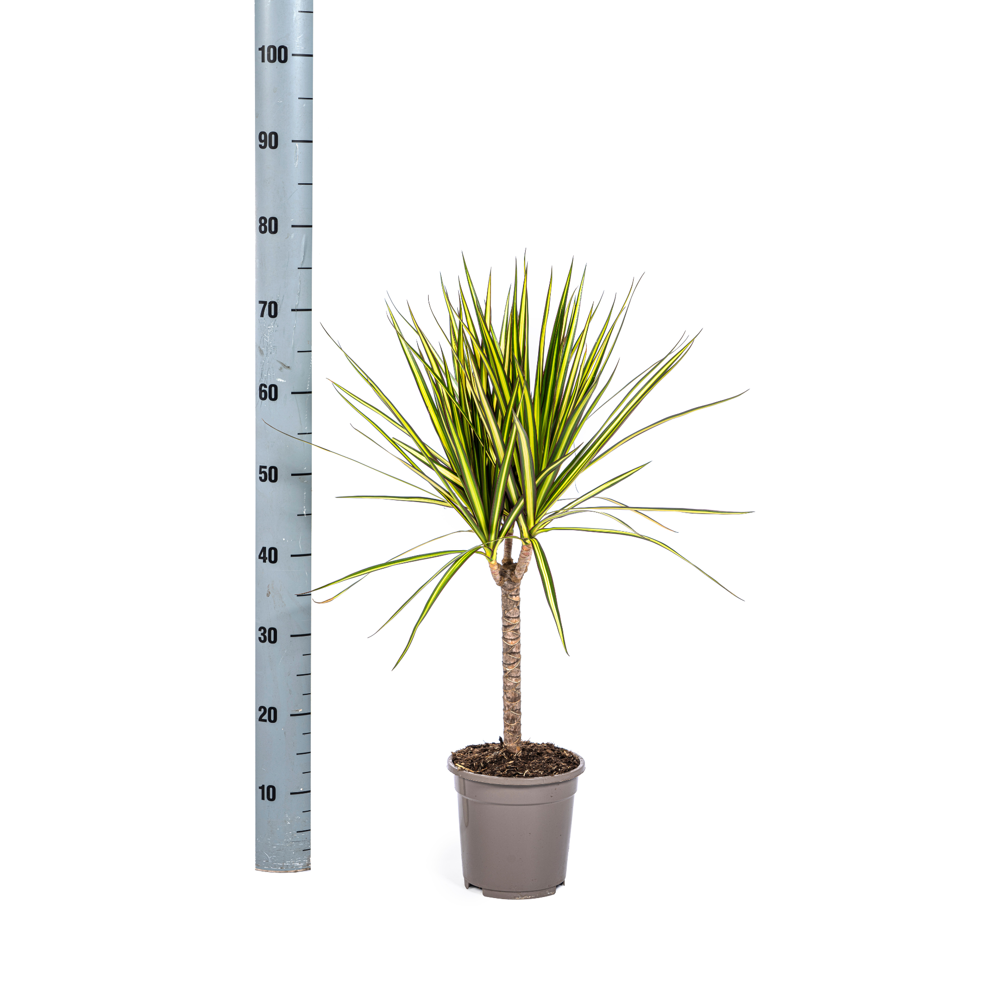 Dracaena 'Sunray' – Das sonnige Highlight unter den Drachenbäumen
