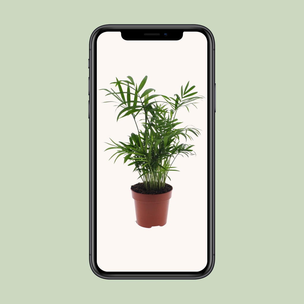 Chamaedorea Elegans – Die unkomplizierte Mexikanische Bergpalme